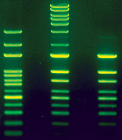 SSDGE в генетике - single-strand DNA gel electrophoresis (электрофорез в геле одноцепочечной ДНК)