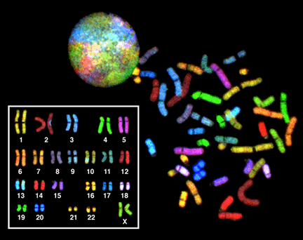 SKY (spectral karyotype) спектральное кариотипирование - тест в офтальмологии 
