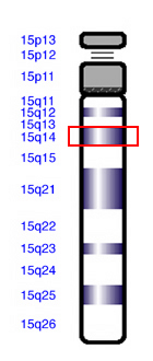 15q14 длинное плечо 15 хромосомы