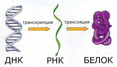 Три уровня: ДНК РНК белок, транскрипция, трансляция