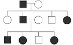Как правильно рисовать генеалогическое дерево