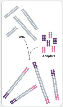 Секвенирование нового поколения Шаг 1. Подготовка образца геномной ДНК